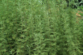 Artemisia ponticaRomeinse alant bestellen